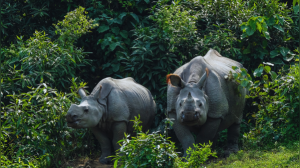5 wildlife corridors in India that give animals freedom to roam