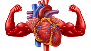 Cardiologists' Secrets: 5 Daily Habits for a Strong, Healthy Heart