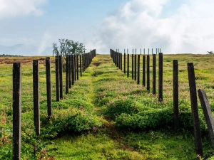 Why you must visit Maharashtra’s ‘Valley of Flowers’ before it’s too late