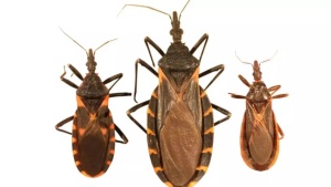 ‘Kissing bugs’ spreading Chagas disease in the US: Causes, symptoms, and early treatment options