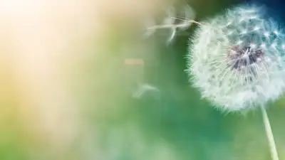 From kitchen staple to natural shield: What garlic can do for our health